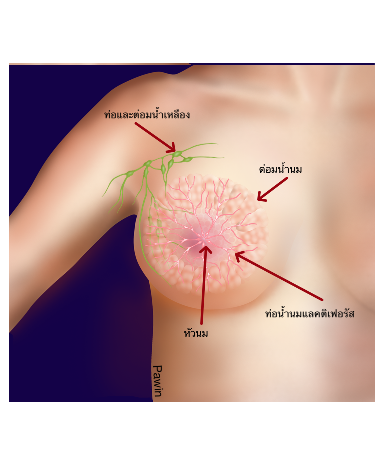 breast organ1