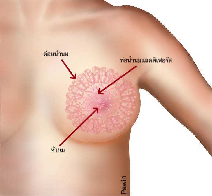 breast organ2